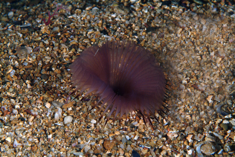 Myxicola infundibulum